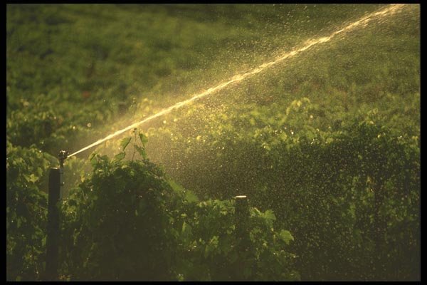 157006 Sprinkler Providing Irrigation A4 Photo Print