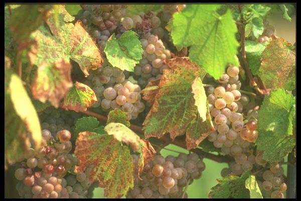 157007 Grapes A4 Photo Print