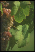 157008 Grapes A4 Photo Print
