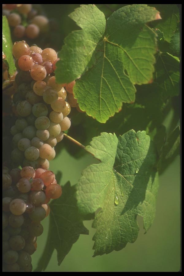157008 Grapes A4 Photo Print
