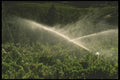 157009 Sprinkler Providing Irrigation A4 Photo Print