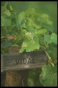 157010 Vidal Grapevine (variety Of Grape) A4 Photo Print