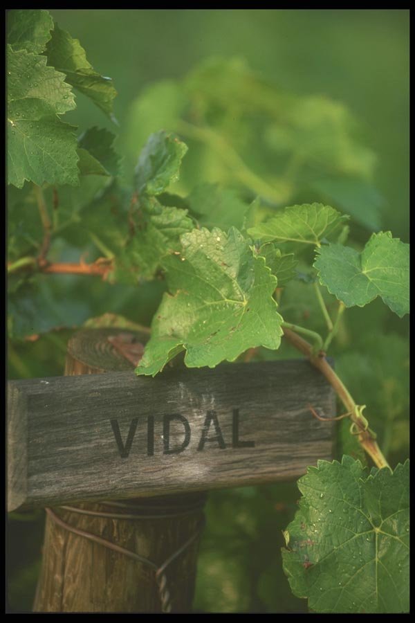 157010 Vidal Grapevine (variety Of Grape) A4 Photo Print