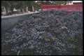 157014 Grapes In Vat (harvesting) A4 Photo Print