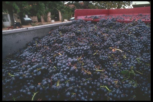 157014 Grapes In Vat (harvesting) A4 Photo Print