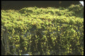 157015 Grapes In Crusher A4 Photo Print