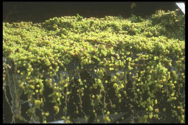 157015 Grapes In Crusher A4 Photo Print