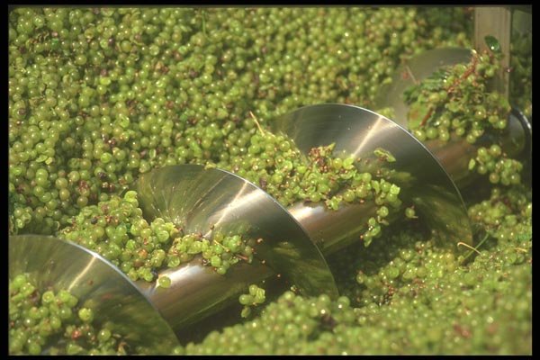 157017 Grapes In Crusher A4 Photo Print