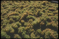 157020 Grapes In Vat (harvesting) A4 Photo Print