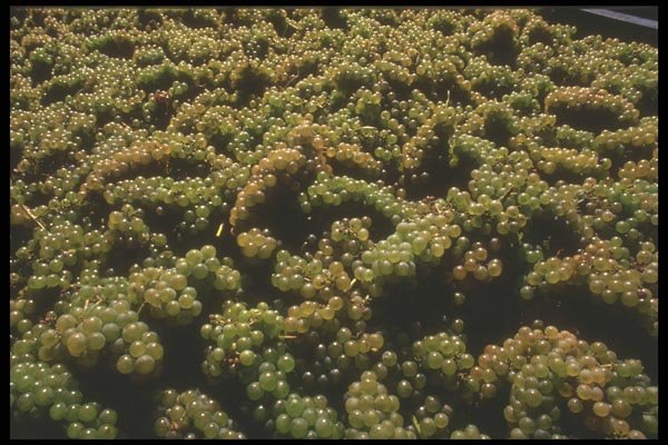 157020 Grapes In Vat (harvesting) A4 Photo Print
