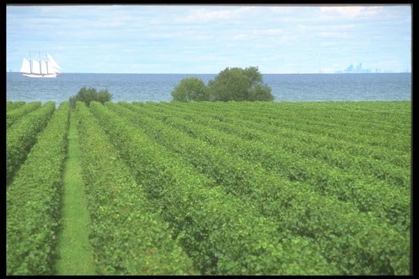 157021 Konzelmann Vineyard, Ontario A4 Photo Print