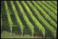 157022 Rows Of Grapevines A4 Photo Print