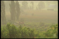 157023 Vineyard At Dawn A4 Photo Print