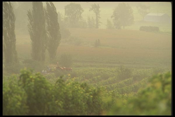 157023 Vineyard At Dawn A4 Photo Print
