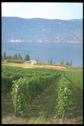 157024 Okanagan Vineyard, British Columbia A4 Photo Print