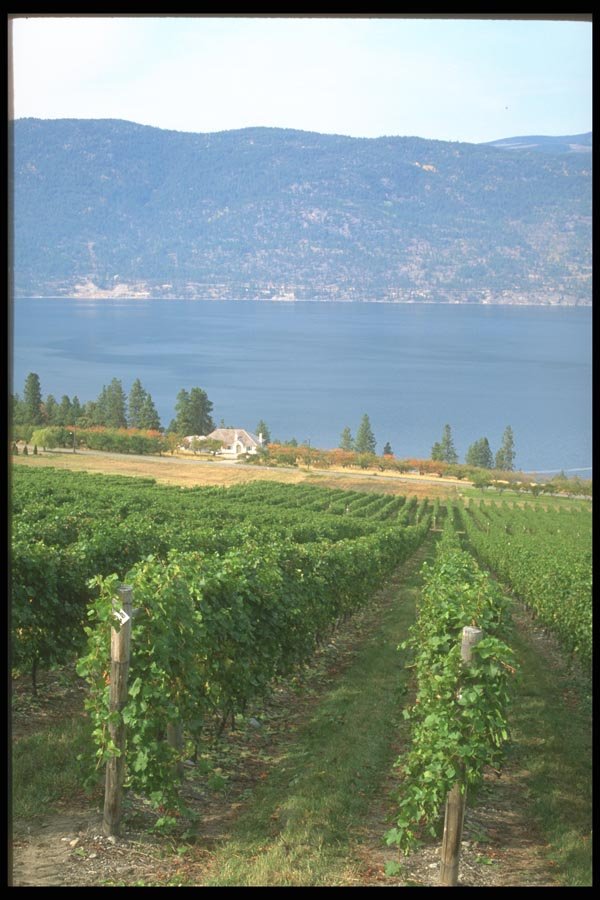 157024 Okanagan Vineyard, British Columbia A4 Photo Print