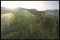 157025 Irrigation A4 Photo Print