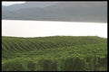 157035 Okanagan Vineyard, British Columbia A4 Photo Print