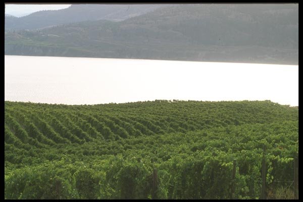 157035 Okanagan Vineyard, British Columbia A4 Photo Print