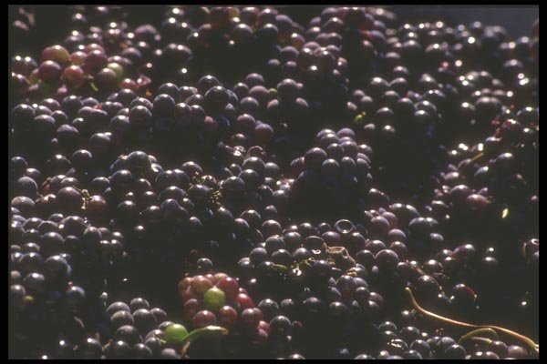 157039 Grapes In Vat (harvesting) A4 Photo Print
