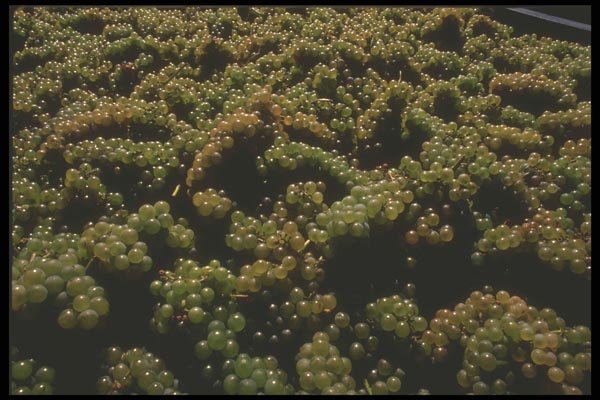 157040 Grapes In Vat (harvesting) A4 Photo Print