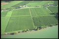 157041 Aerial Of Vineyard A4 Photo Print