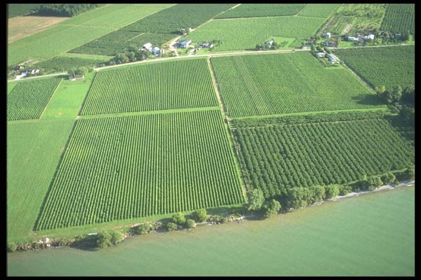 157041 Aerial Of Vineyard A4 Photo Print