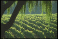 157042 Vineyard Rows A4 Photo Print