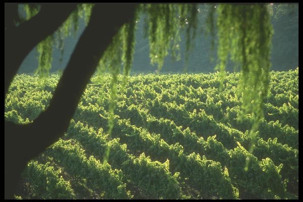 157042 Vineyard Rows A4 Photo Print