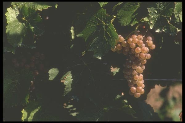 157043 Grapes A4 Photo Print