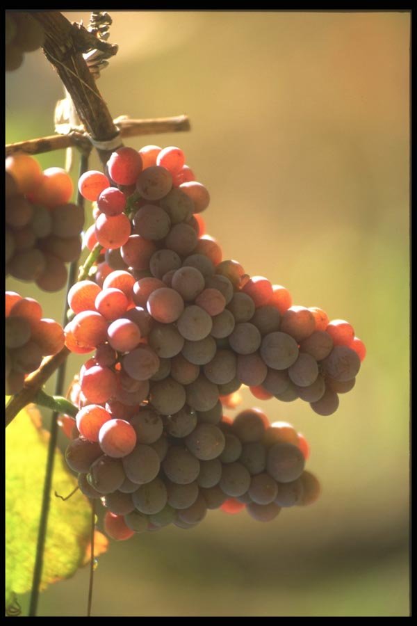157044 Grapes (pinot Noir) A4 Photo Print
