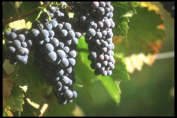 157045 Grapes A4 Photo Print