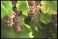 157046 Grapes A4 Photo Print
