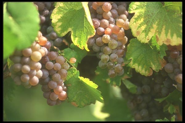 157046 Grapes A4 Photo Print