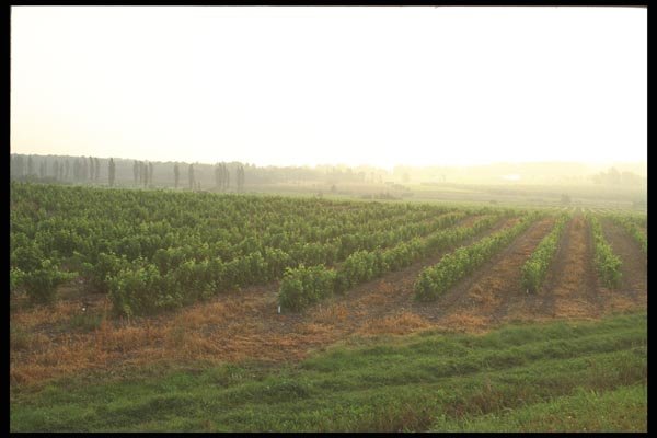157047 Vineyard A4 Photo Print