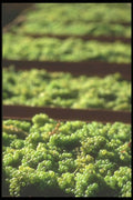 157048 Harvest Grapes A4 Photo Print