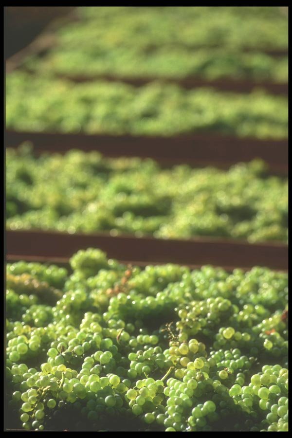 157048 Harvest Grapes A4 Photo Print