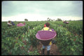 157051 Bordeaux Harvest, France (cabernet Sauvignon) A4 Photo Print
