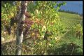 157052 Vineyard Grapes A4 Photo Print