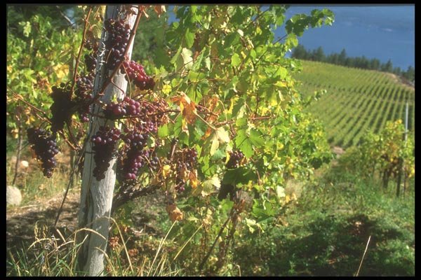 157052 Vineyard Grapes A4 Photo Print