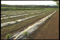 157056 New Growth, Nova Scotia A4 Photo Print