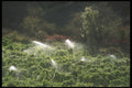 157057 Sprinklers Providing Irrigation A4 Photo Print