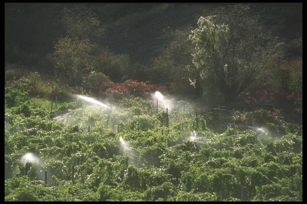 157057 Sprinklers Providing Irrigation A4 Photo Print