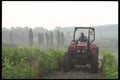 157085 Farmer Checking The Grapes A4 Photo Print