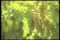 157086 Grapes A4 Photo Print