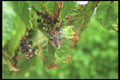 157089 Grapes A4 Photo Print