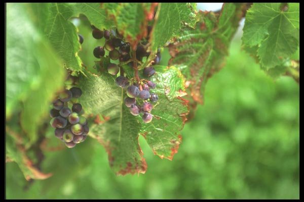 157089 Grapes A4 Photo Print