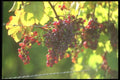 157090 Grapes A4 Photo Print