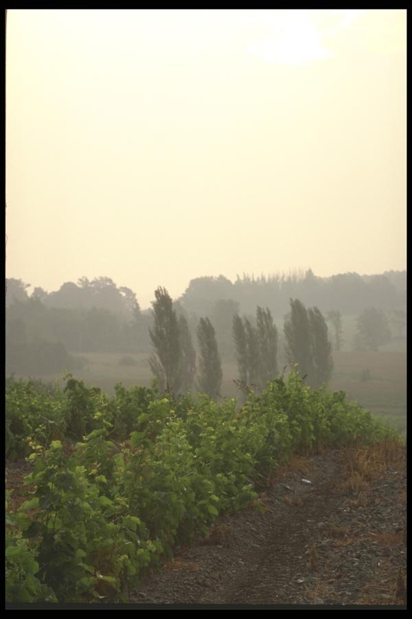 157093 Vineyard A4 Photo Print