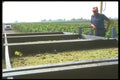 157094 Harvesting A4 Photo Print